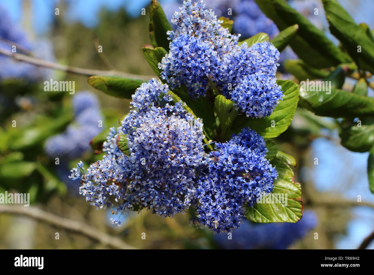 Blue ceanothus flowers in a garden during spring Stock Photo