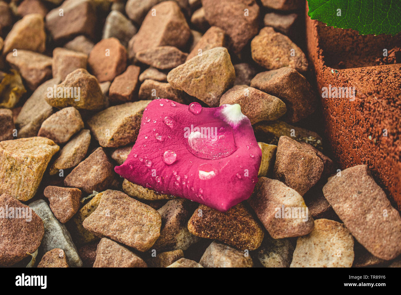 Rose Petal With Water Droplets Resting on Bedrock Stock Photo