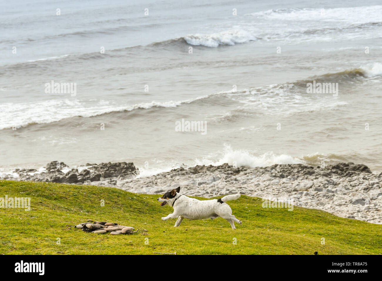 OGMORE BY SEA, WALES - APRIL 2019: Small dog running free on a cliff top with sea in the background in Ogmore by Sea in South Wales. Stock Photo