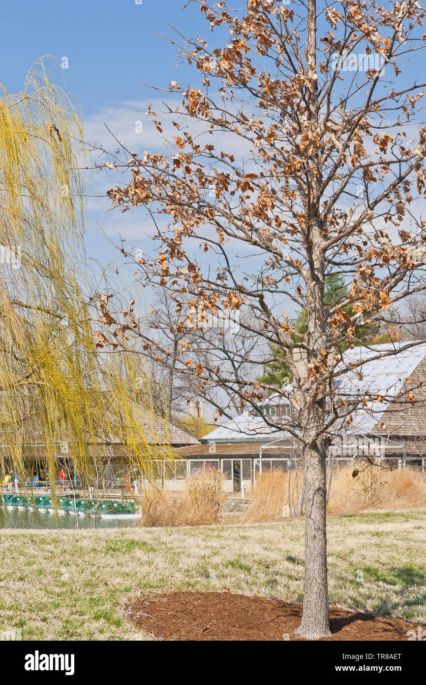 Weeping willow and swamp white oak with the Boathouse at St. Louis Forest Park in the background. Stock Photo