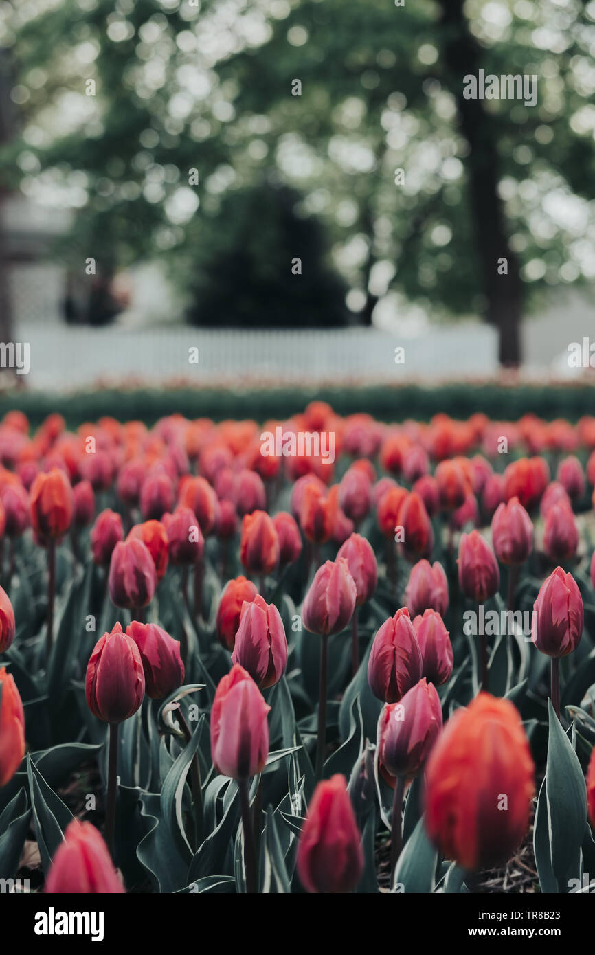 Close up of beautiful tulip flowers in tulip field with a blurred background of fence and trees. Blooming tulips. Tulip Festival in Pella, Iowa. Stock Photo