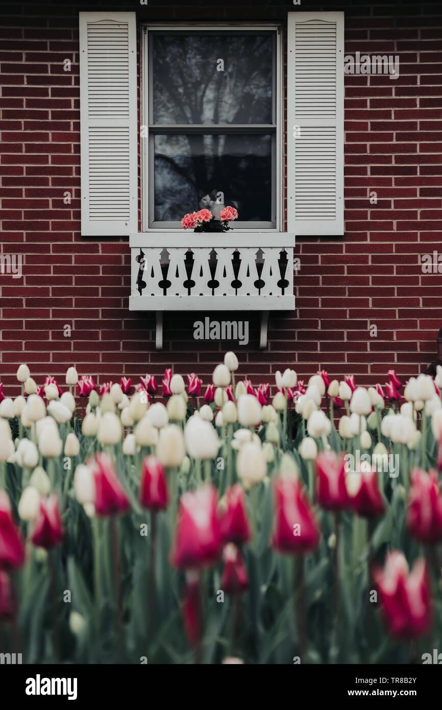 A black and white cat peering through a window decorated with shutters and a flower box surrounded by multicolored tulips at a tulip festival in Iowa. Stock Photo