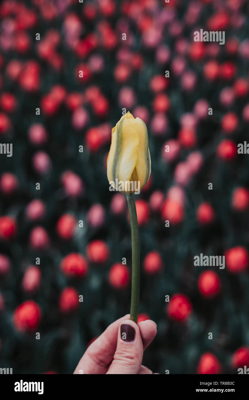 A hand holding a beautiful yellow tulip flower in a tulip field with a blurred background of other colorful tulips. Stock Photo