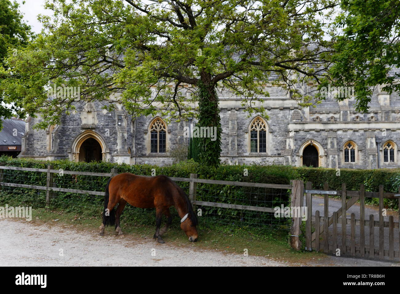 Pony grazing by a wooden gate St Saviour's church Brockenhurst  New Forest  Hampshire Stock Photo