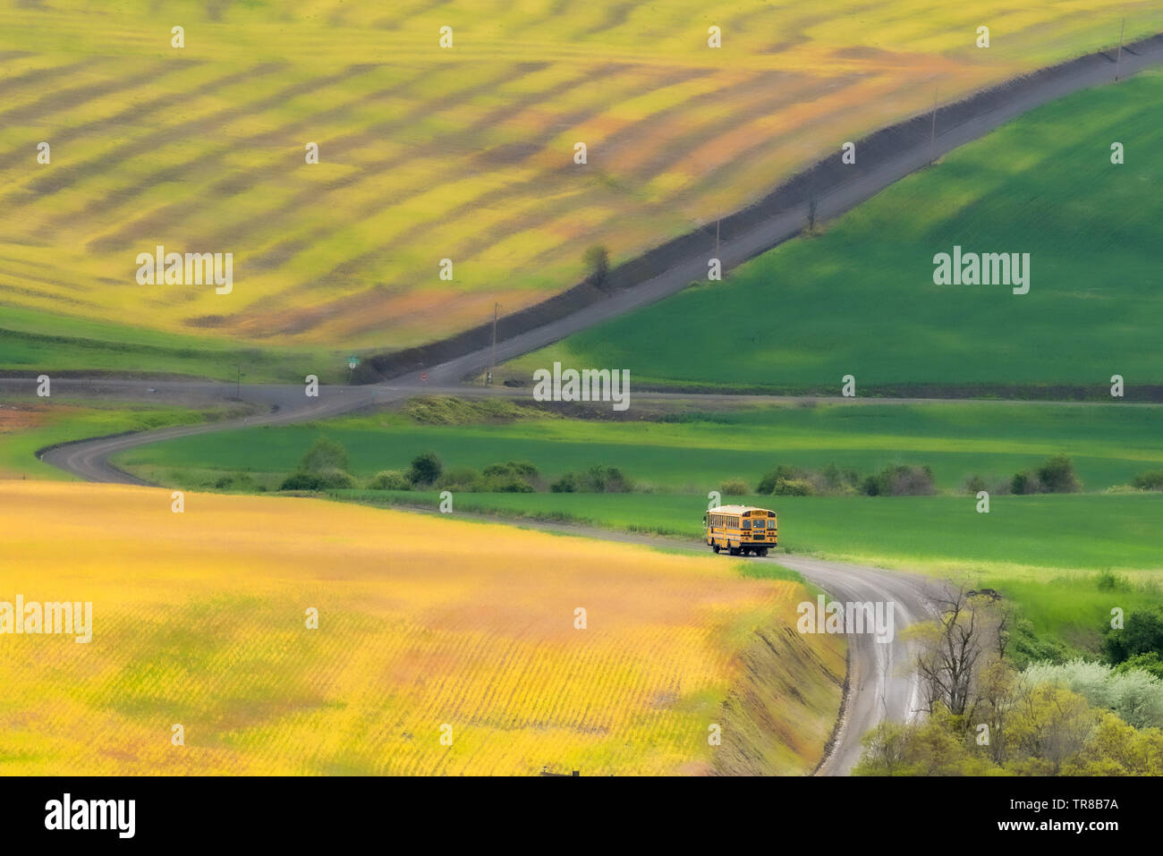 Surreal image of a school bus on a rural road in Umatilla County, Oregon. Stock Photo