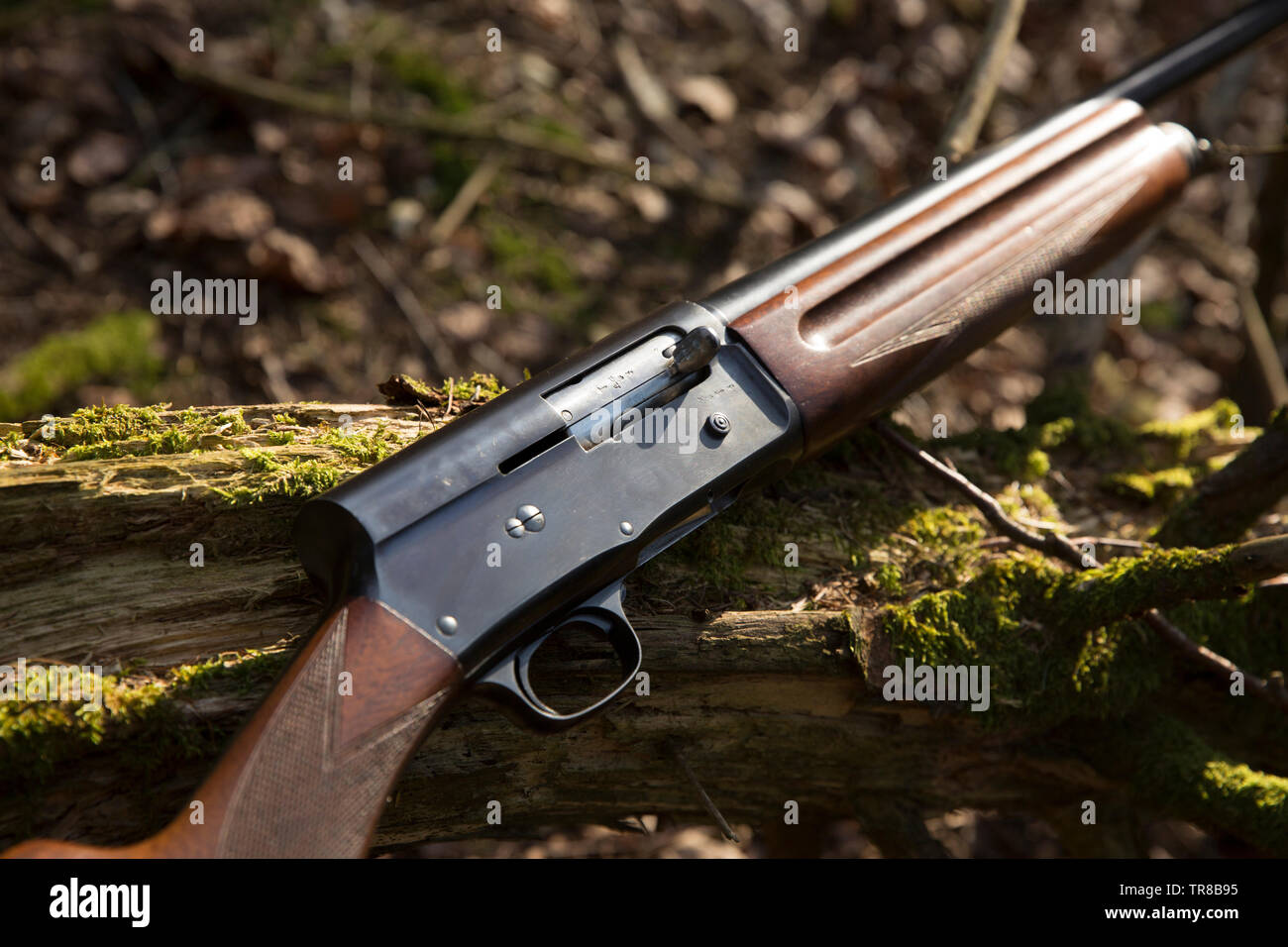 A 16 gauge Browning Automatic-5 shotgun. The gun, which was also made in smaller 20 gauge and larger 12 gauge, was the invention of famous American fi Stock Photo