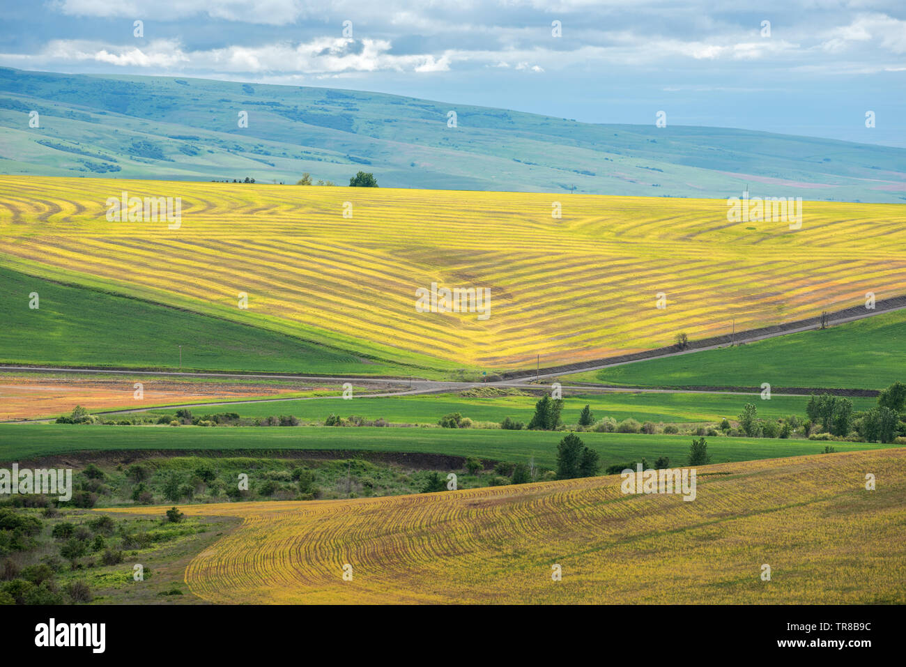 Cross roads and wheat fields in Umatilla County, Oregon Stock Photo Alamy