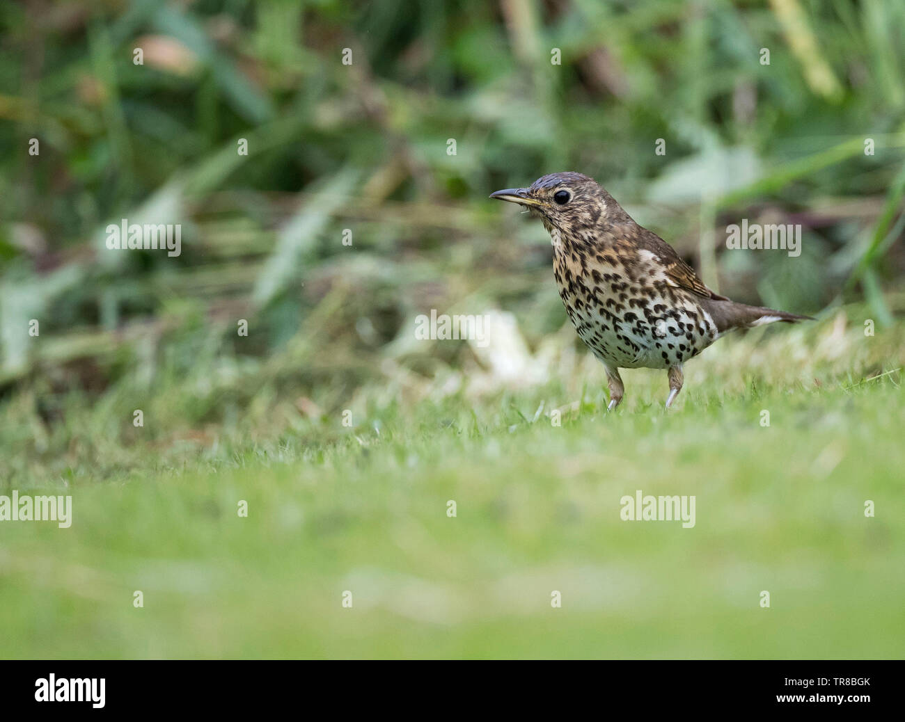 Song Thrush, Turdus philomelos, on grass, Wales,Uk Stock Photo