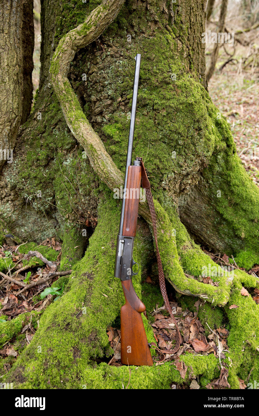 A 16 gauge Browning Automatic-5 shotgun. The gun, which was also made in smaller 20 gauge and larger 12 gauge, was the invention of famous American fi Stock Photo