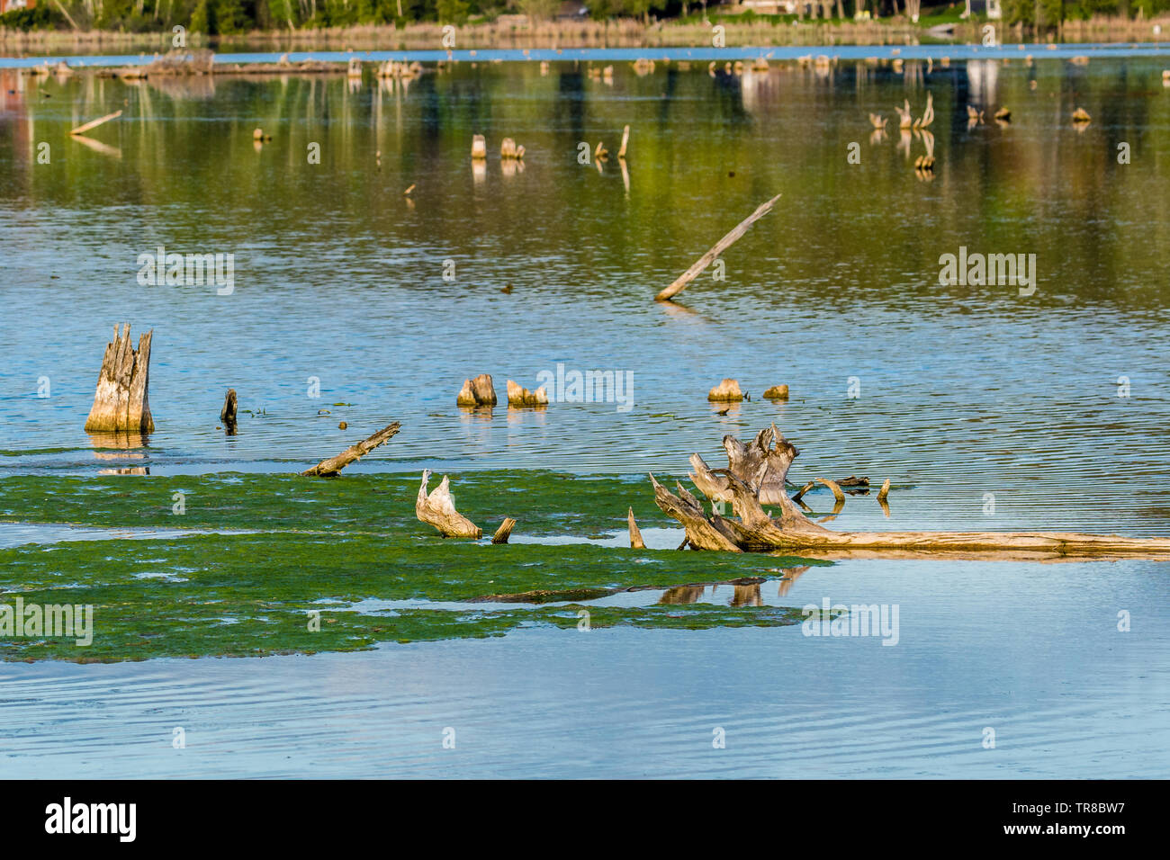 Placid lake on a sunny day featuring drift wood Stock Photo