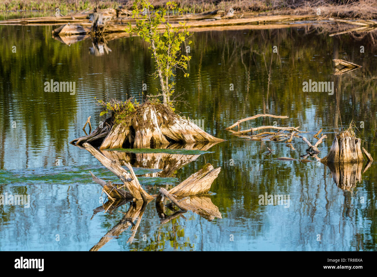 Placid lake on a sunny day featuring drift wood Stock Photo