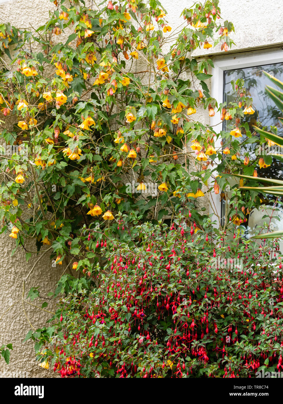 Lax wall shrub Abutilon 'Waltz' shares a sunny wall with the large flowered hardy fuchsia, Fuchsia 'Mrs Popple' Stock Photo