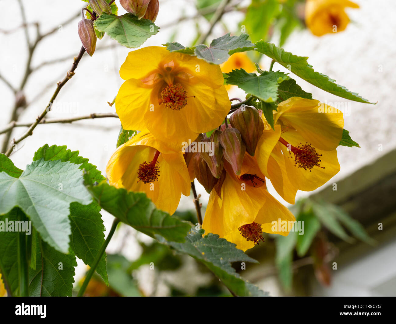 View up into the open yellow bells of the free flowering wall shrub, Abutilon 'Waltz' Stock Photo