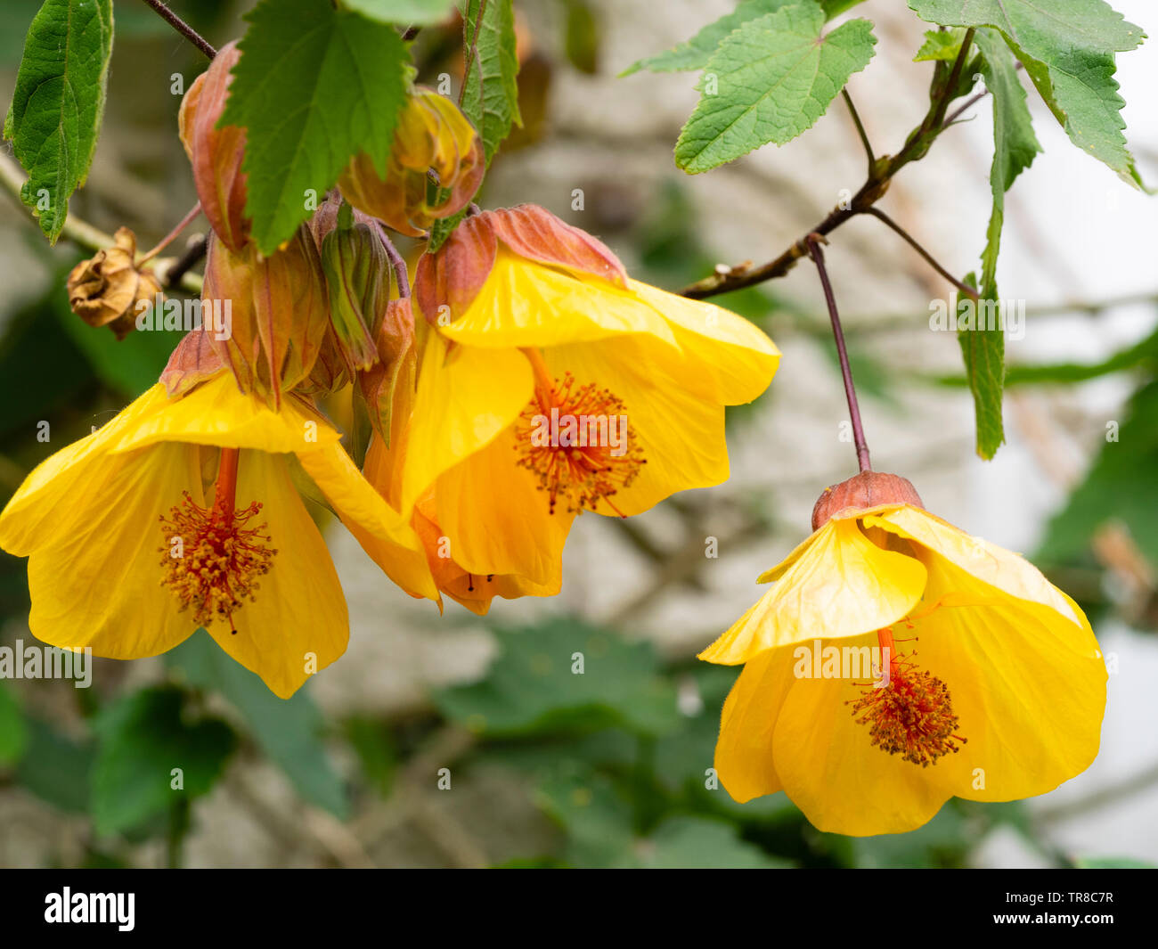 View up into the open yellow bells of the free flowering wall shrub, Abutilon 'Waltz' Stock Photo
