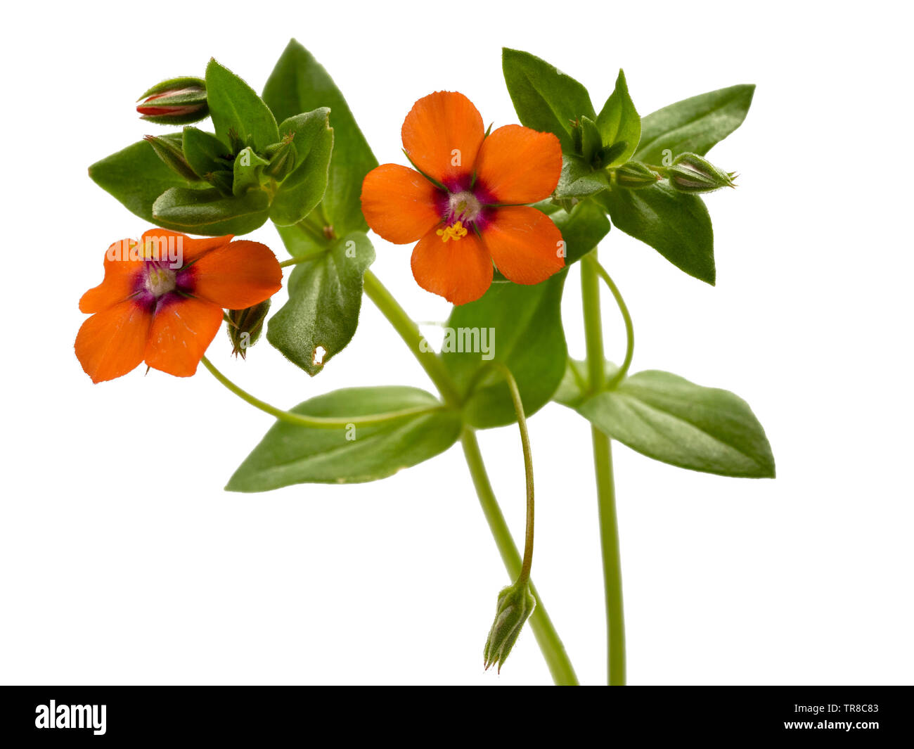 Foliage and red-orange flowers of the annual garden weed, Scarlet Pimpernel, Anagallis arvensis Stock Photo