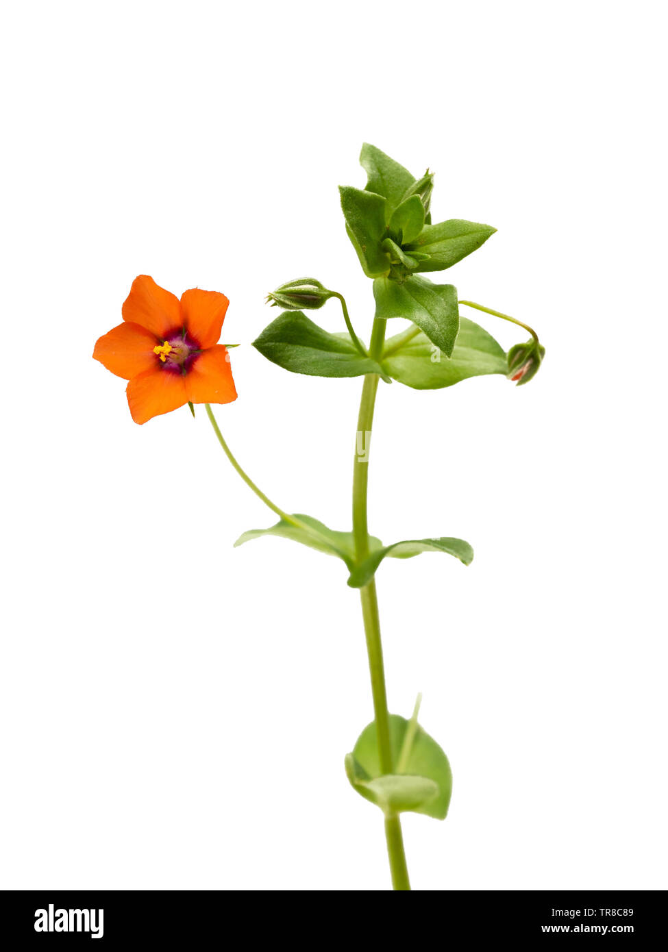 Foliage and redorange flowers of the annual garden weed, Scarlet