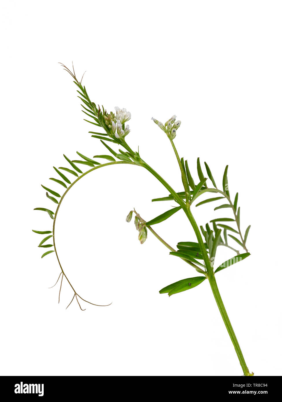 Green foliage, brown tendrils and small purple striped white flowers of the annual green manure crop, Vicia hirsuta, hairy tare, on a white background Stock Photo
