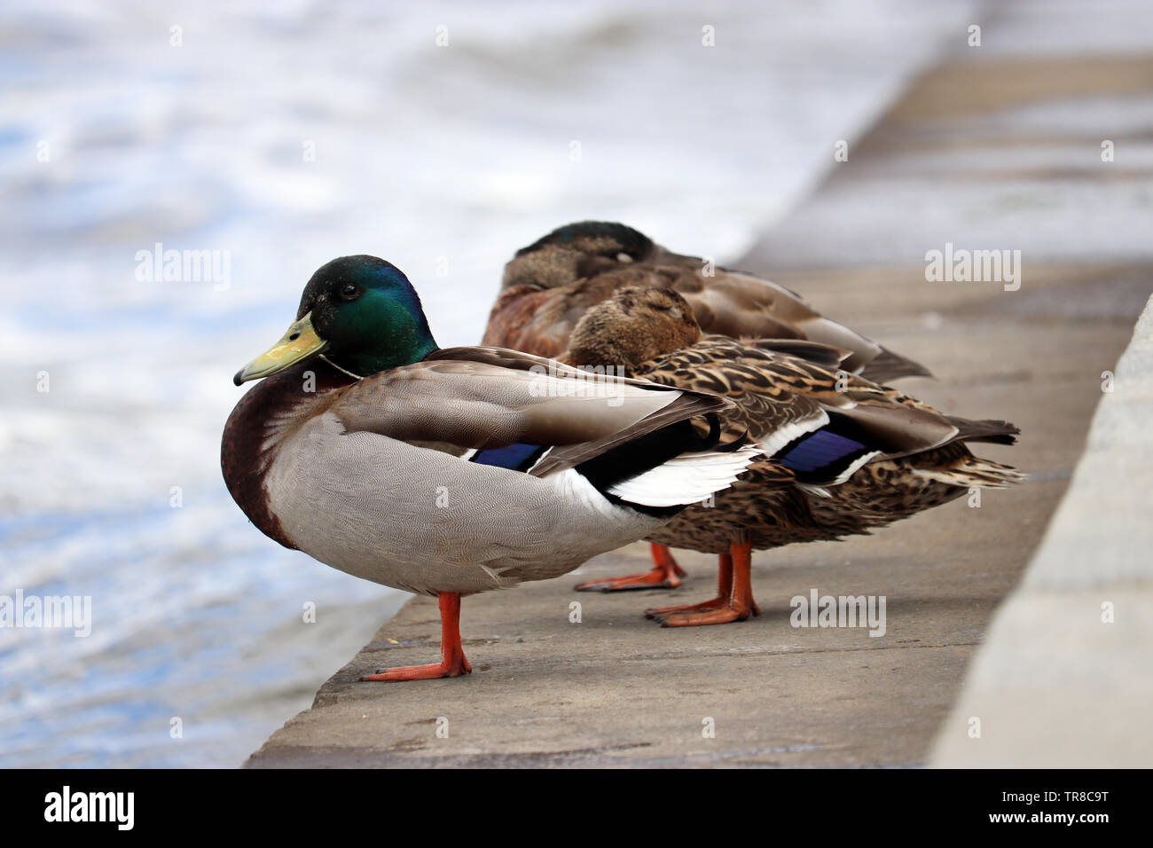 Couple of mallard rest near the water. Male and female wild ducks on a riverbank in a city Stock Photo