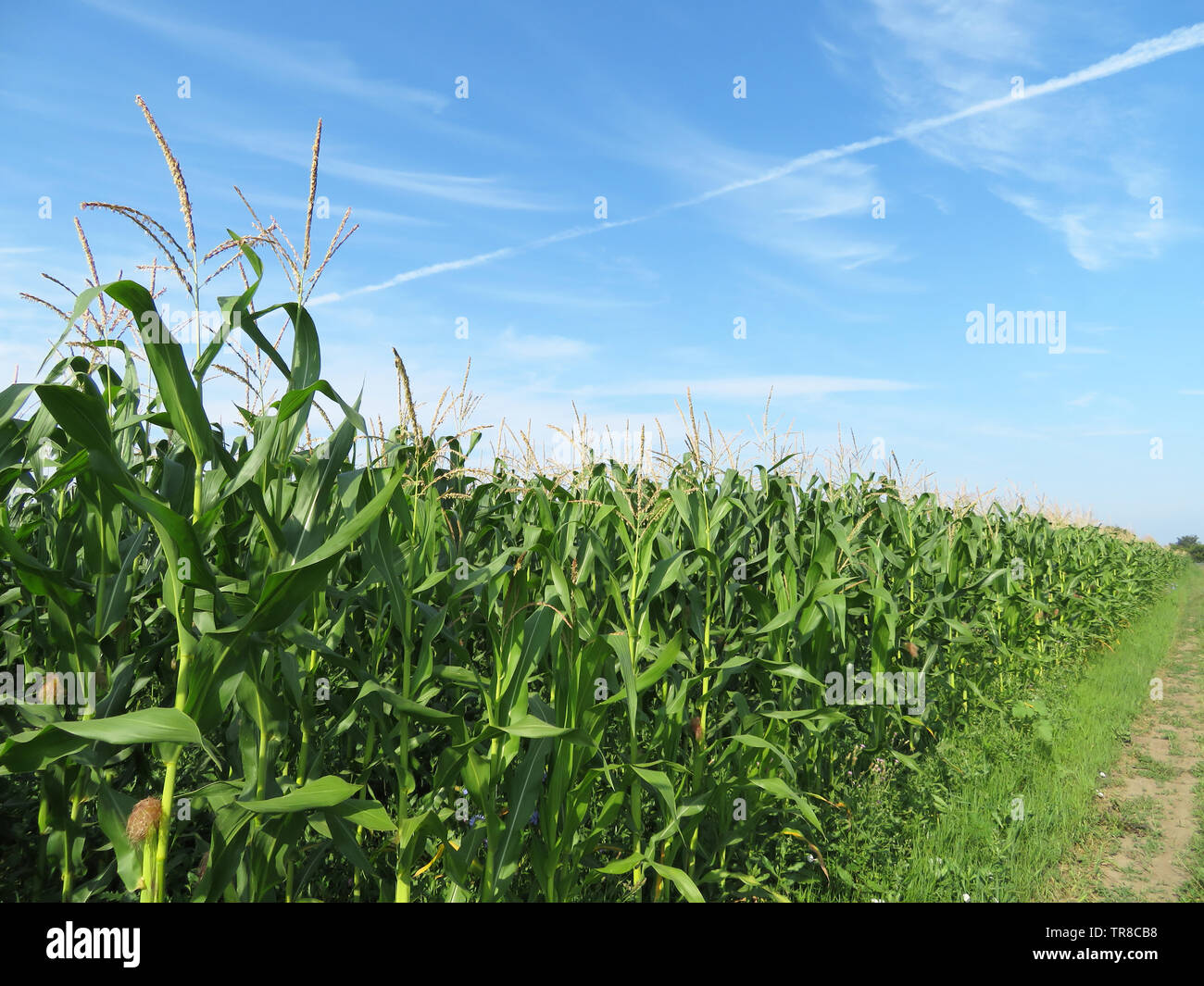 Corn Field Against Blue Sky And White Clouds Young Corn Stalks With Cobs Green Plants Agricultural Industry In Summer Stock Photo Alamy