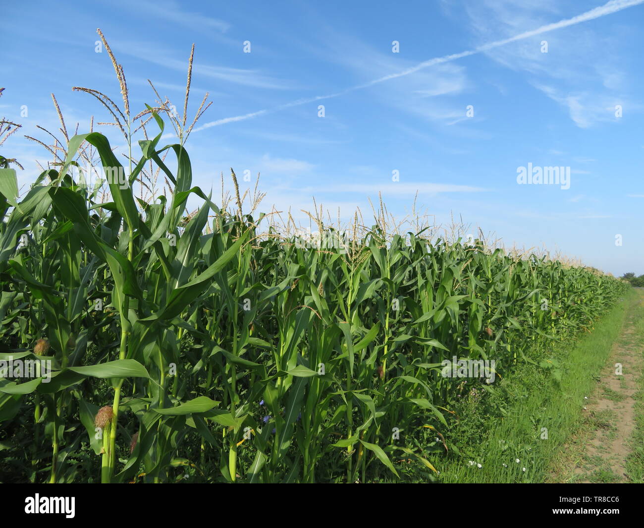 Green corn field on background of blue sky and white clouds. Young corn stalks with cobs, green plants, agricultural industry in summer Stock Photo