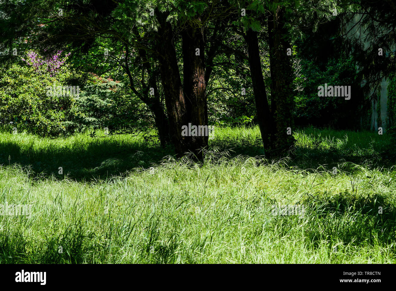 Springtime view of an Abandonned garden surrounding a dead man house, Lyon, France Stock Photo