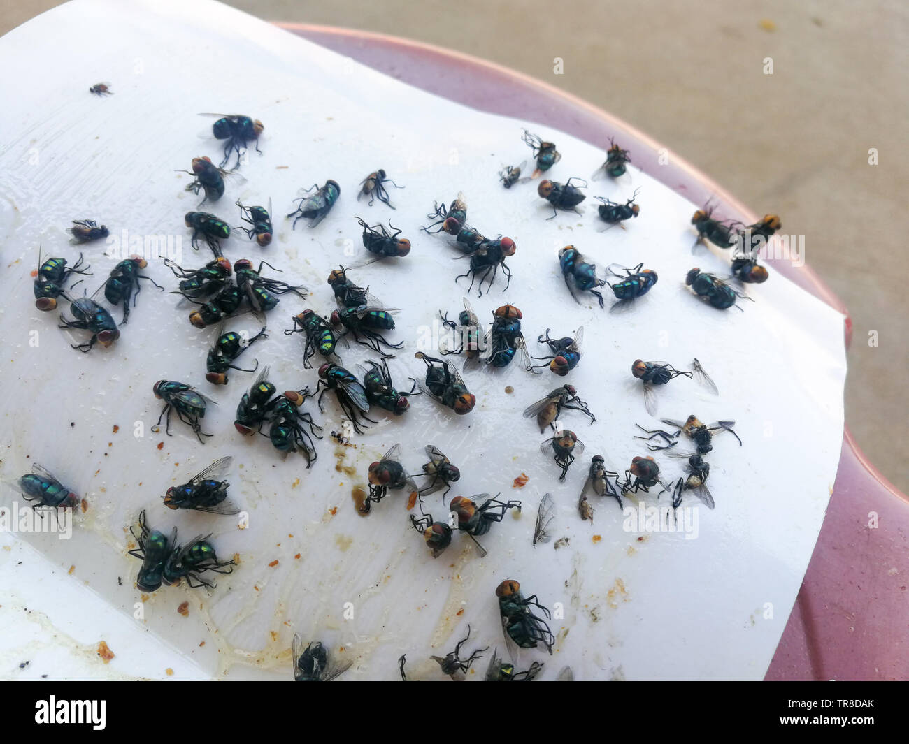 Get Rid of Flies with Homemade Sticky Fly Paper