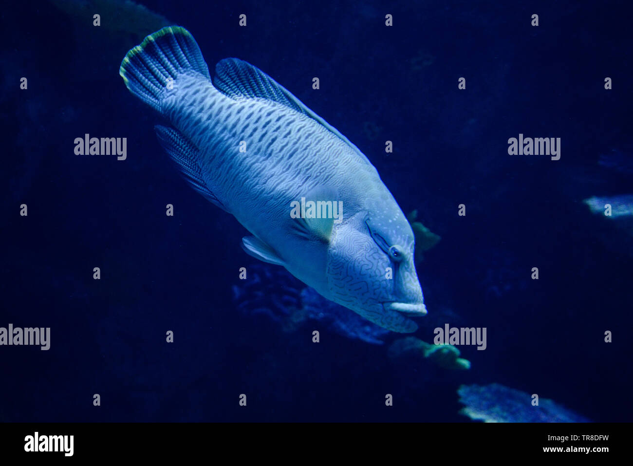 Humphead maori wrasse fish / Napoleon fish swimming marine life underwater ocean - Cheilinus undulatus Stock Photo