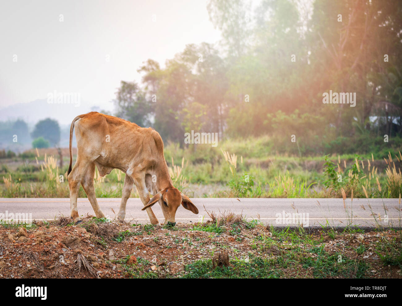 Red cow grazing grass on roadside in the country field background ...