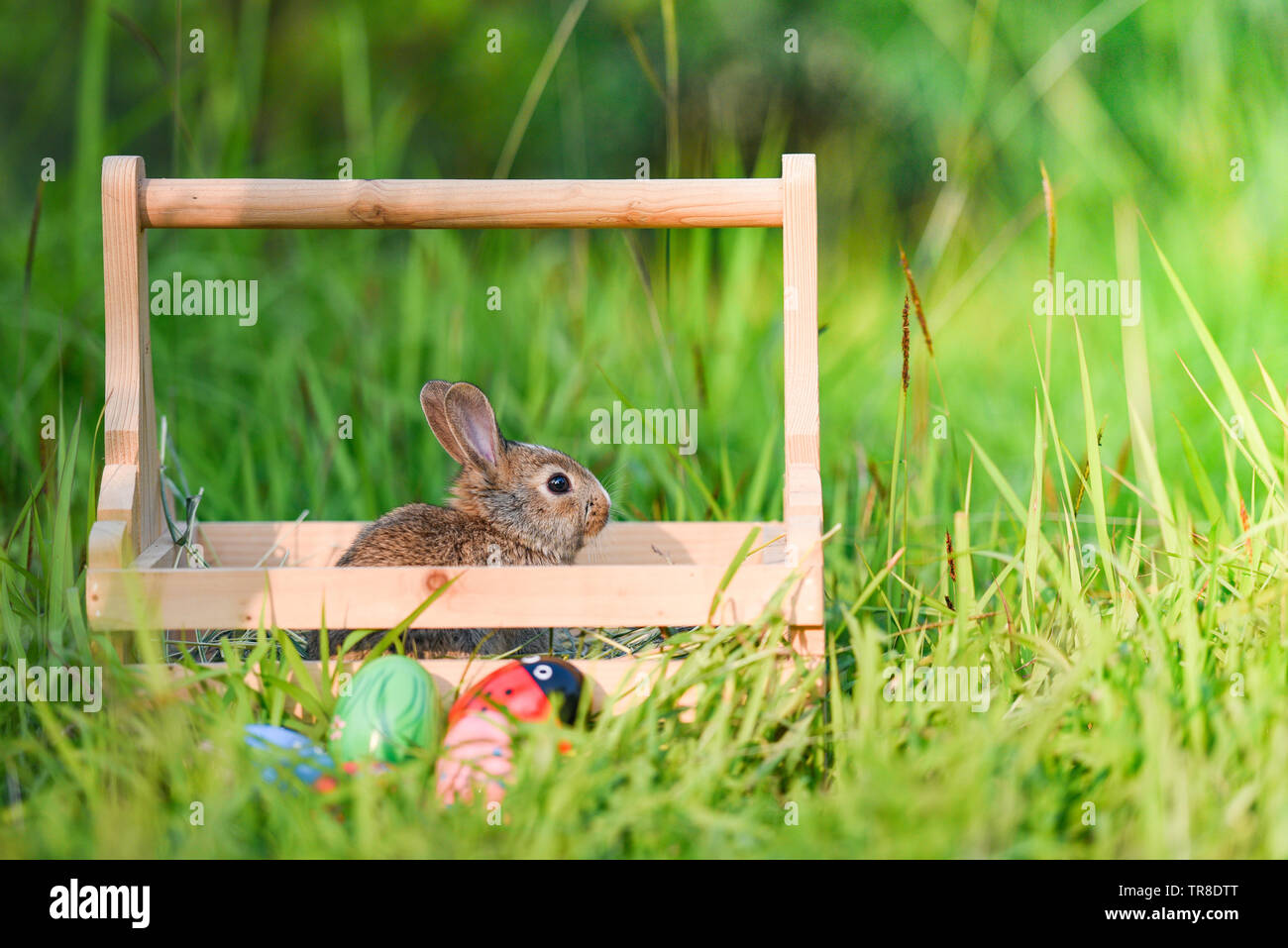 Easter bunny and Easter eggs on green grass outdoors / Little brown ...