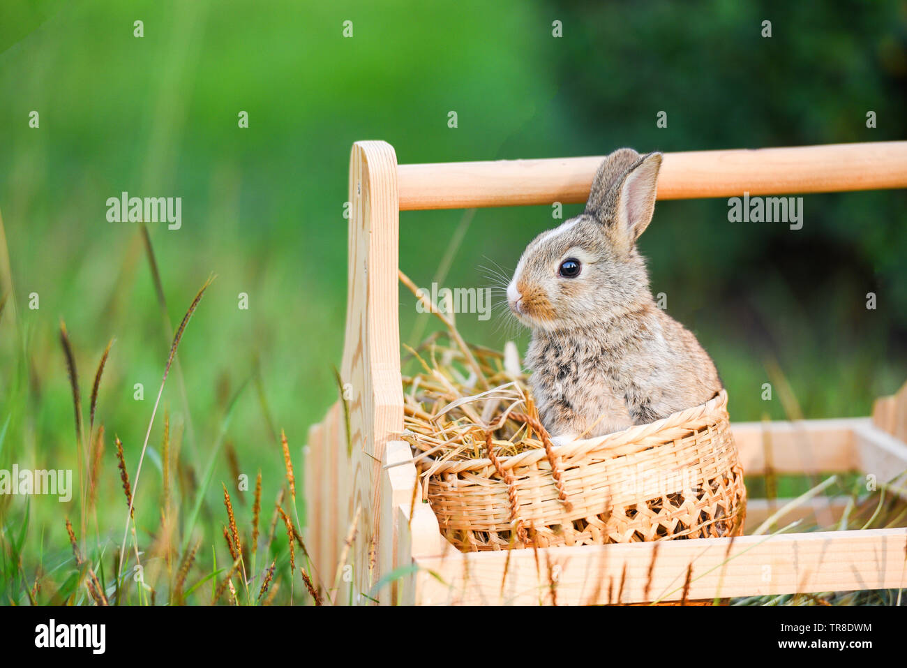 Cute rabbit sitting in the basket on green field spring meadow / Easter ...