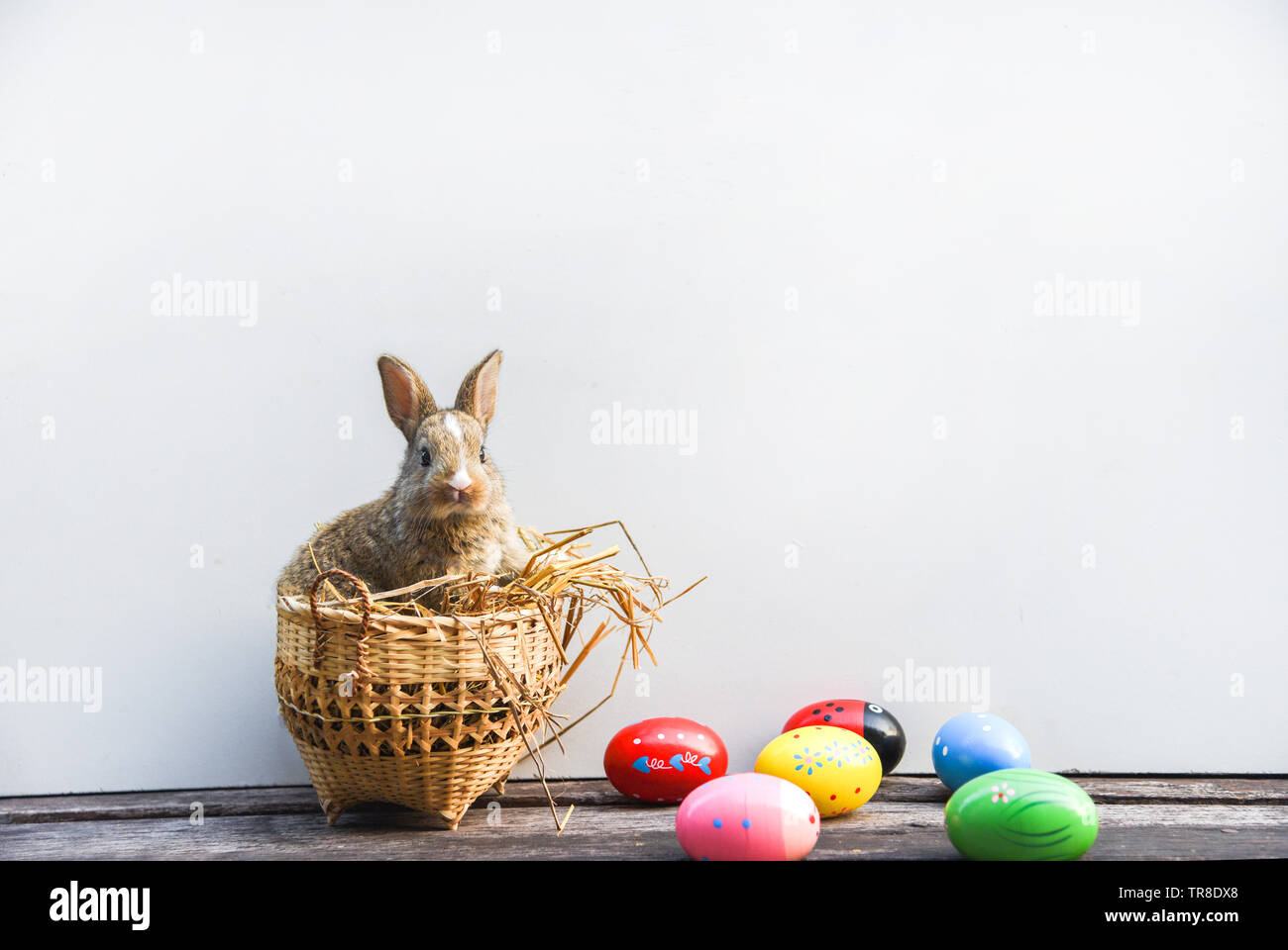 Bunny cat hi-res stock photography and images - Page 15 - Alamy