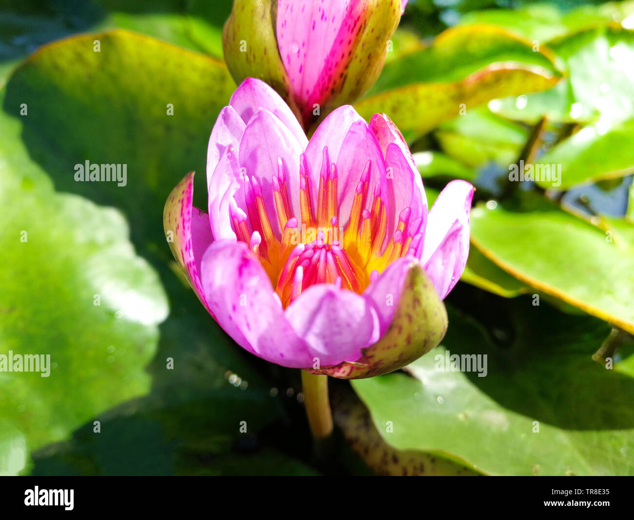 Purple water lily flower blooming in the lotus pond with sunlight in ...