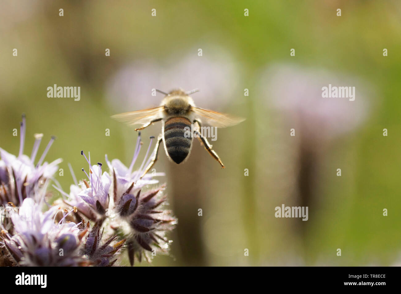 Honigbiene Stock Photo
