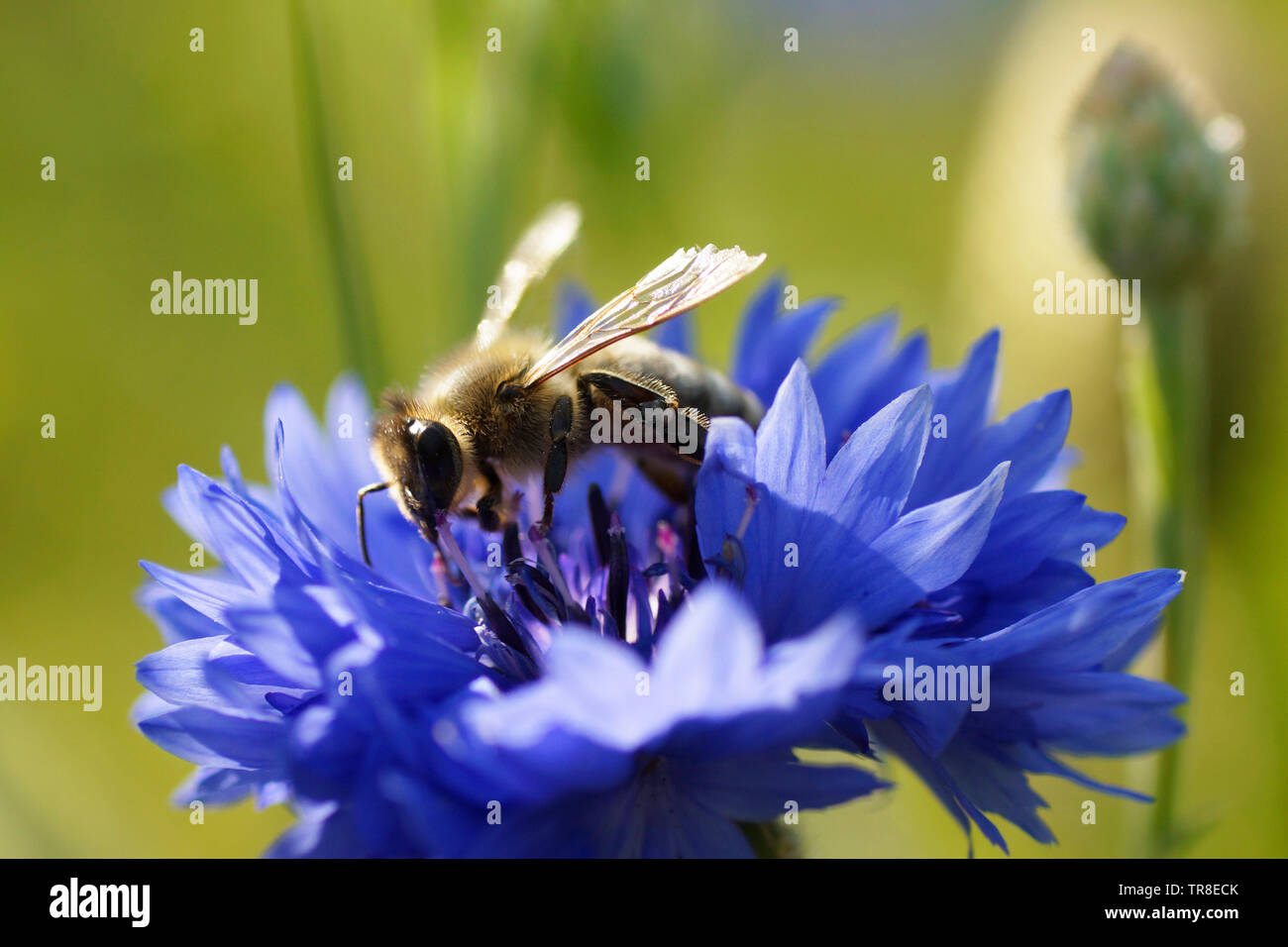 Honigbiene auf Kornblume Stock Photo