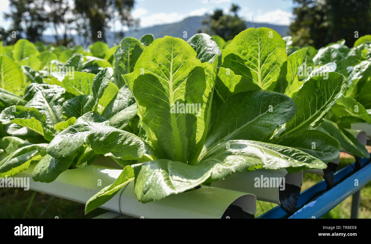 Romaine lettuce vegetable hydroponic system farm plants on water