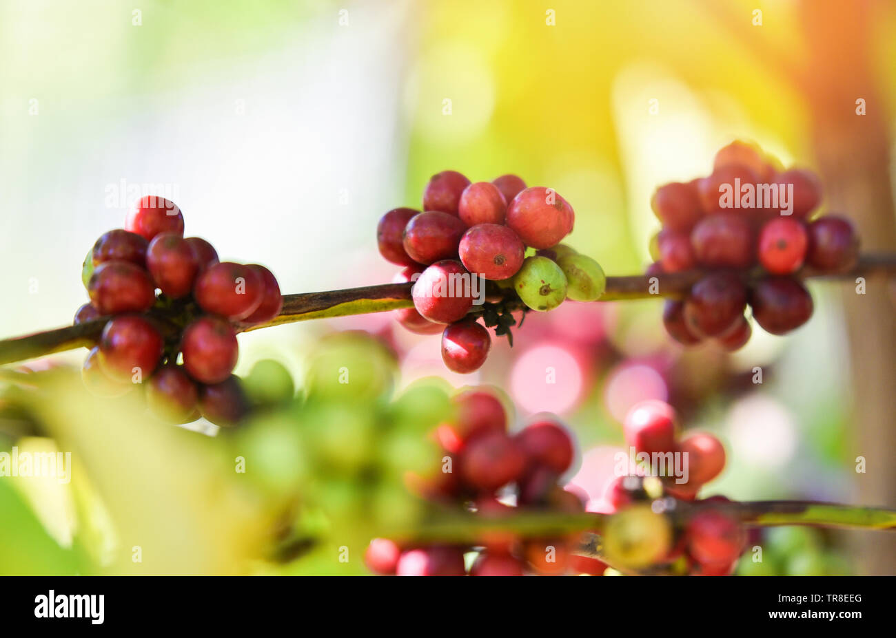 Red coffee bean on tree in field and sunlight / Coffee seed branch in