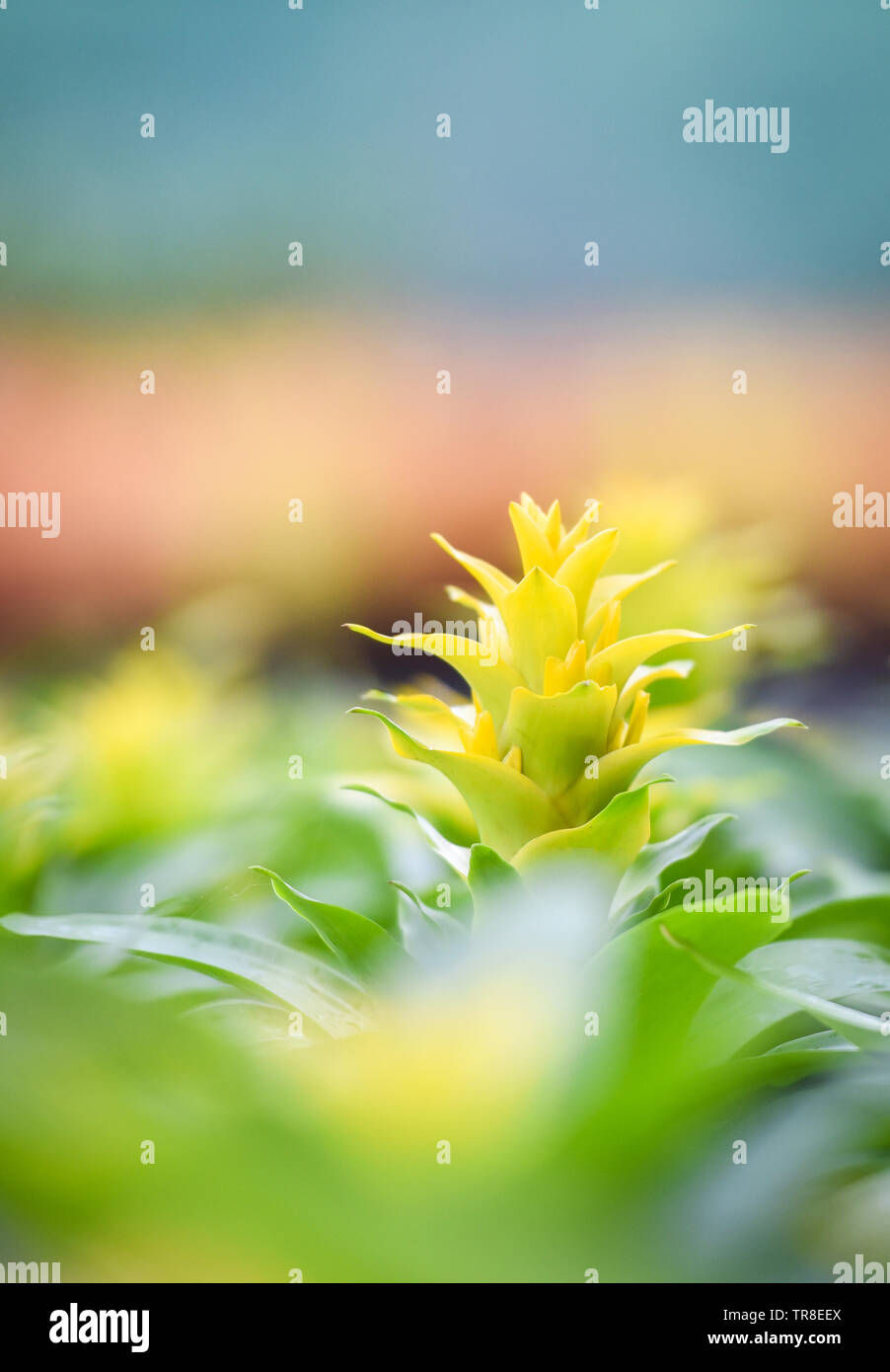 Yellow bromeliad flower ornamental plants in the beautiful garden bromeliad nursery in the greenhouse Stock Photo