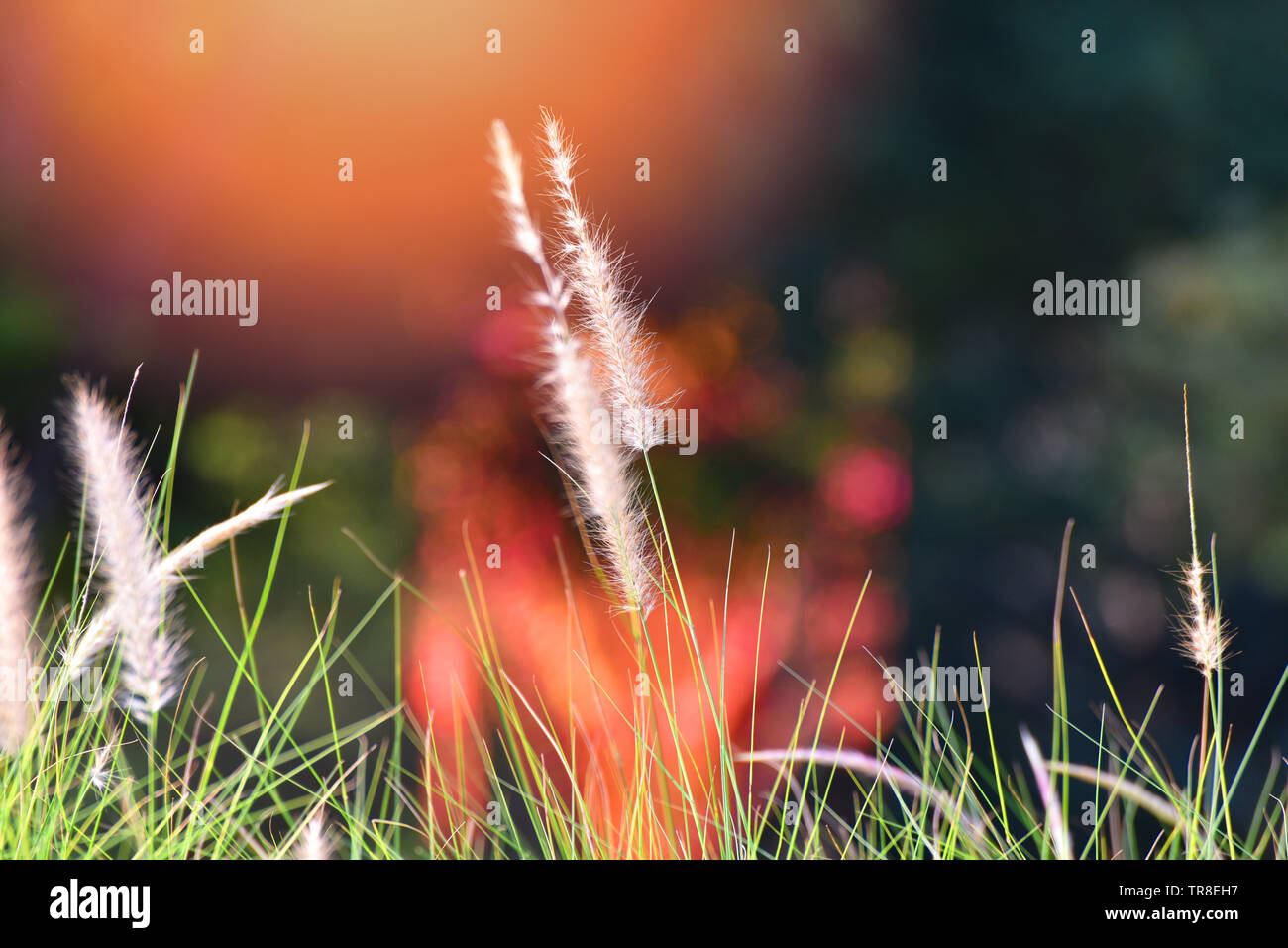 Pennisetum white flower grass meadow in the garden park and sunset background Stock Photo