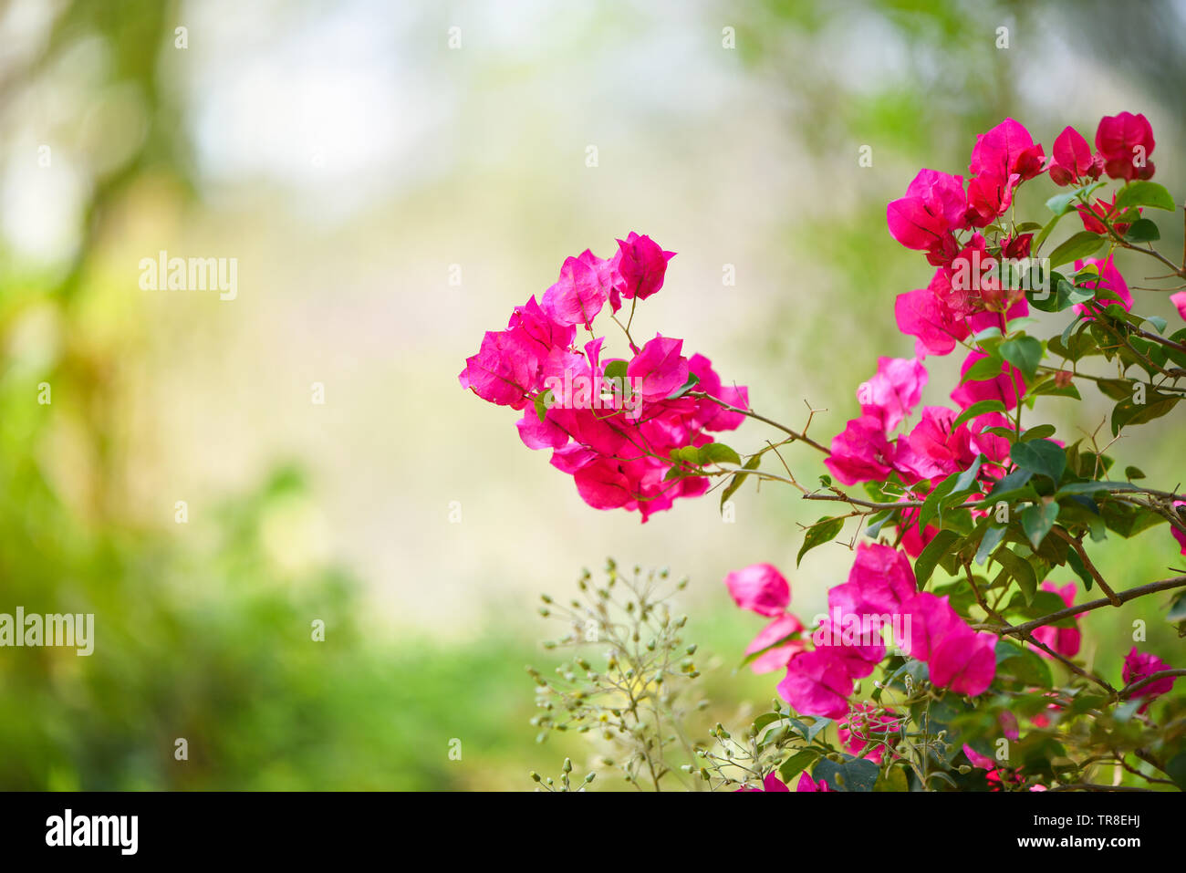 beautiful pink bougainvillea flowers garden on nature green background  Stock Photo - Alamy