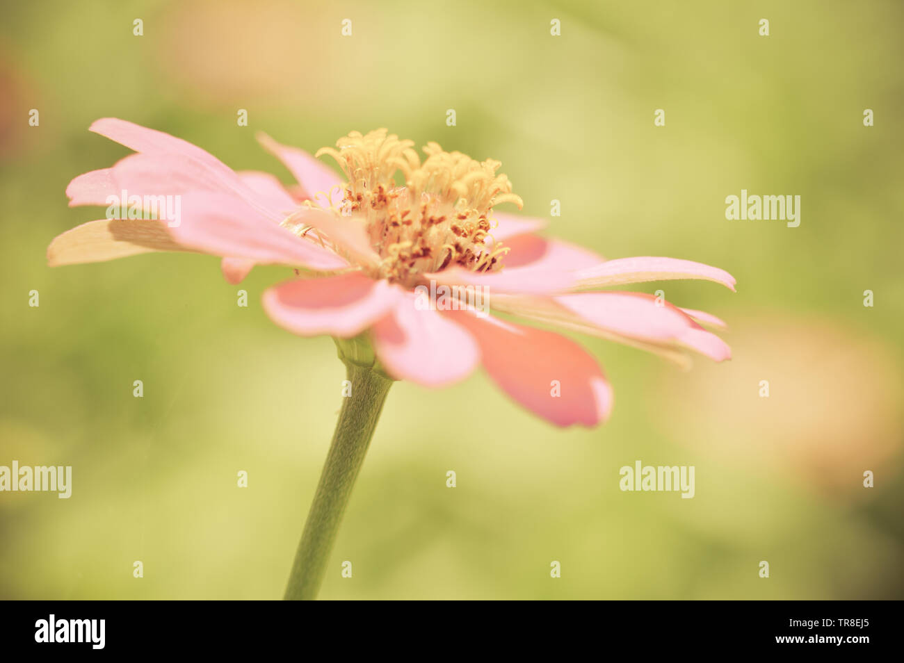 Close up of flower pink zinnia blossoming on nature background vintage flower color Stock Photo