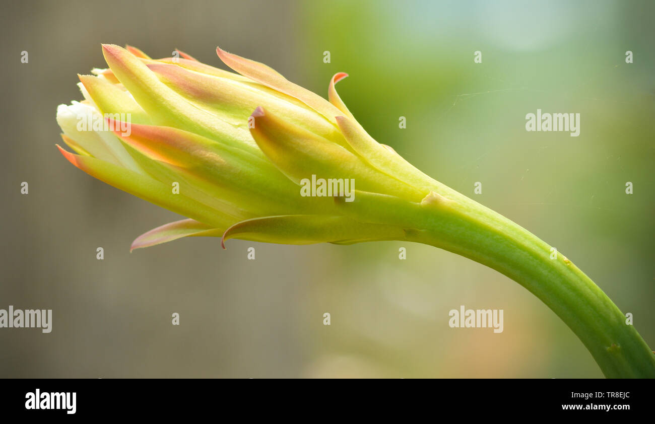 Cactus flower blossoming in the cactus tree in summer garden and green blur background Stock Photo