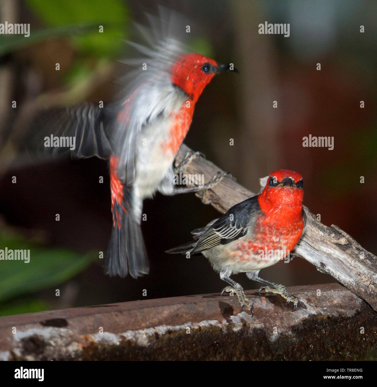 Red Myzomela Hi res Stock Photography And Images Alamy red-myzomela-hi-res-stock-photography-and-images-alamy