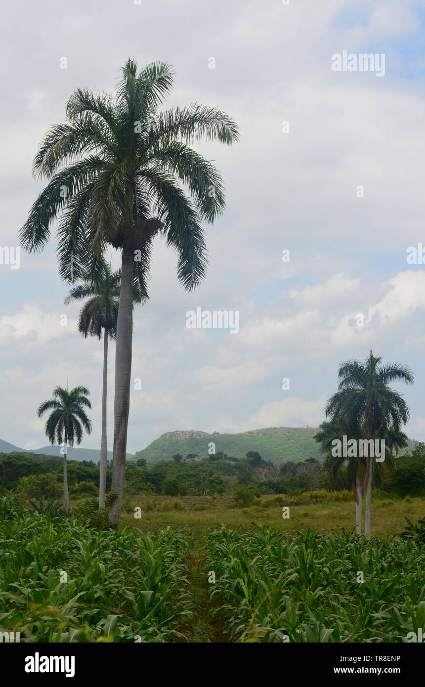 Fields and forested slopes in Guisa municipality (Granma province, Cuba), in the vicinity of Pico de la Bayamesa national park, southern Cuba Stock Photo