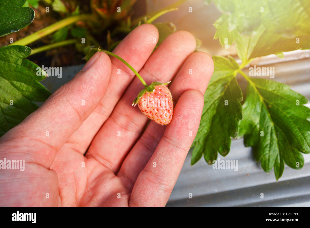 Hand picking strawberries from farm organic garden Stock Photo Alamy