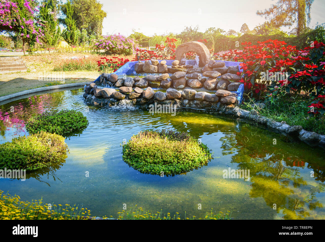 beautiful pond water garden landscape pond design small waterfall stone with plant and flower blossoming in the summer green park Stock Photo