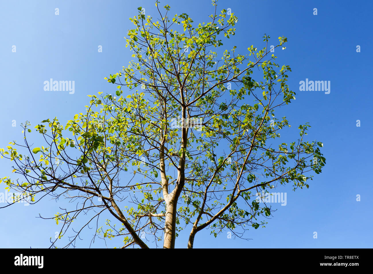 tree branch on blue sky background in the summer Stock Photo - Alamy