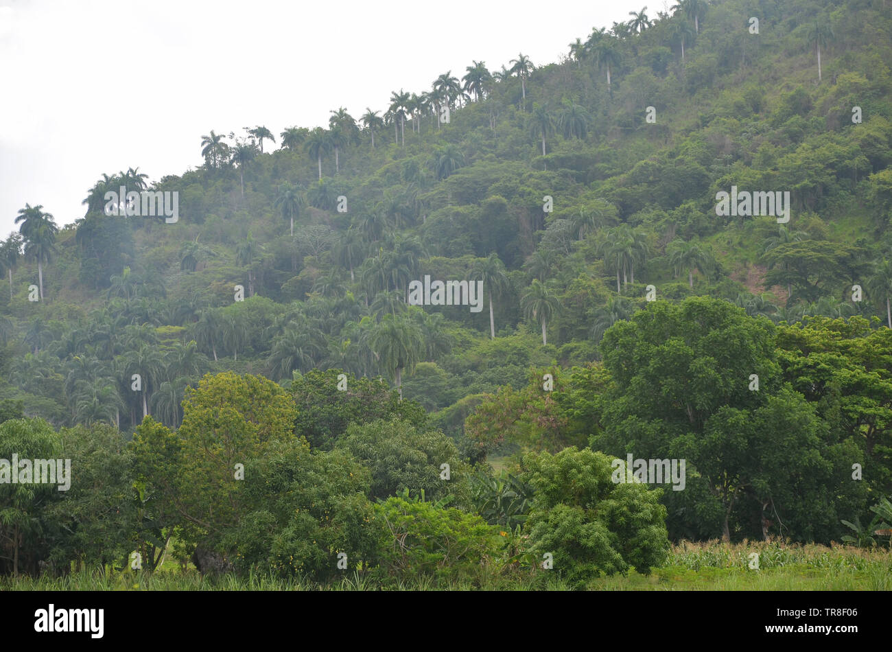 Fields and forested slopes in Guisa municipality (Granma province, Cuba), in the vicinity of Pico de la Bayamesa national park, southern Cuba Stock Photo
