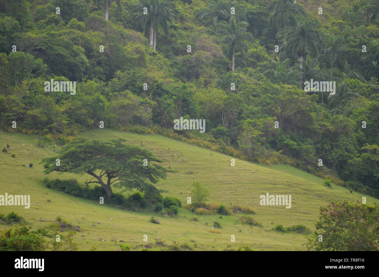Fields and forested slopes in Guisa municipality (Granma province, Cuba), in the vicinity of Pico de la Bayamesa national park, southern Cuba Stock Photo
