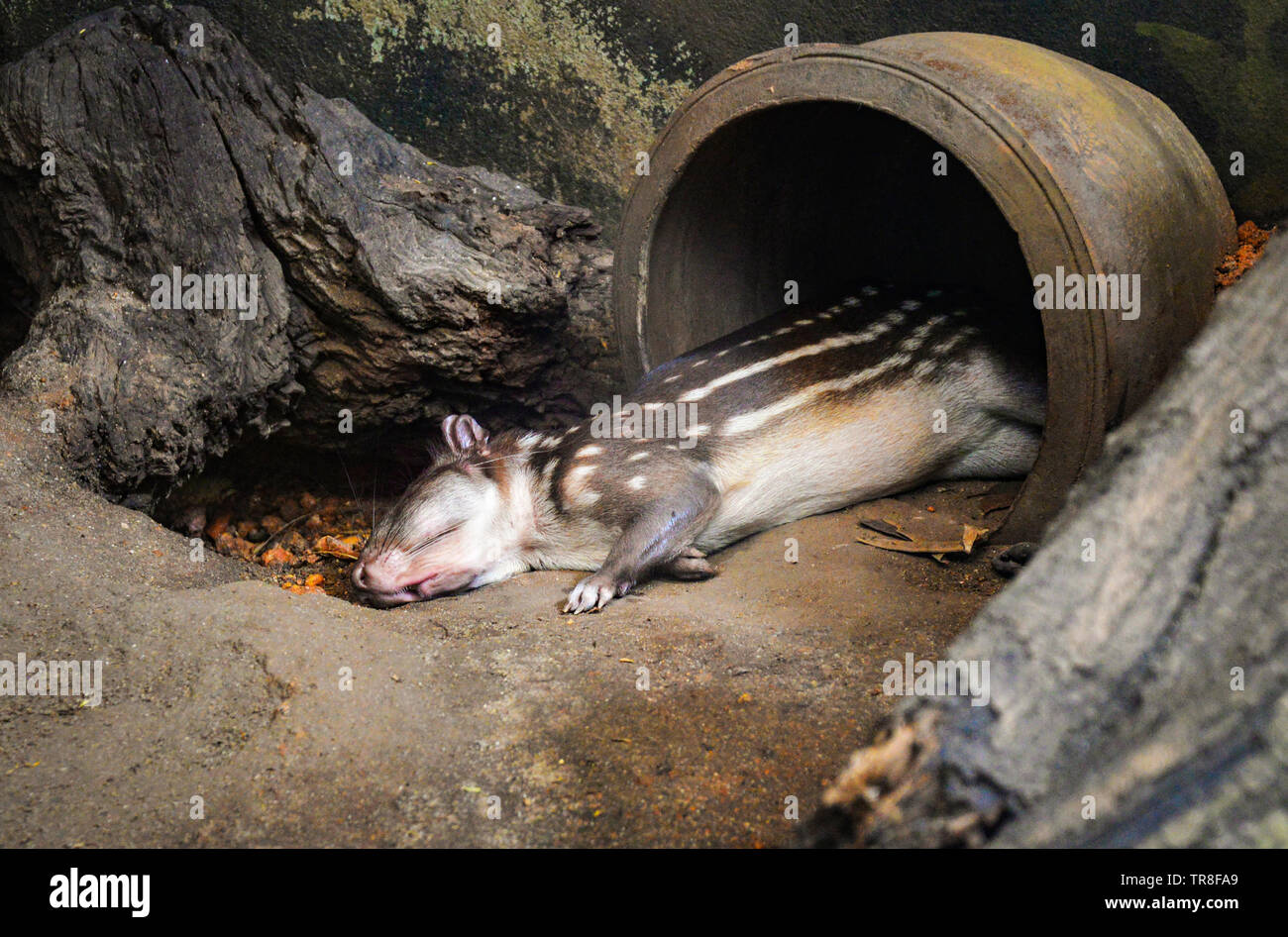 Cuniculus spotted paca mammals of south america / gibnuts giant rats pacas spotted sleep in the wildlife sanctuary Stock Photo