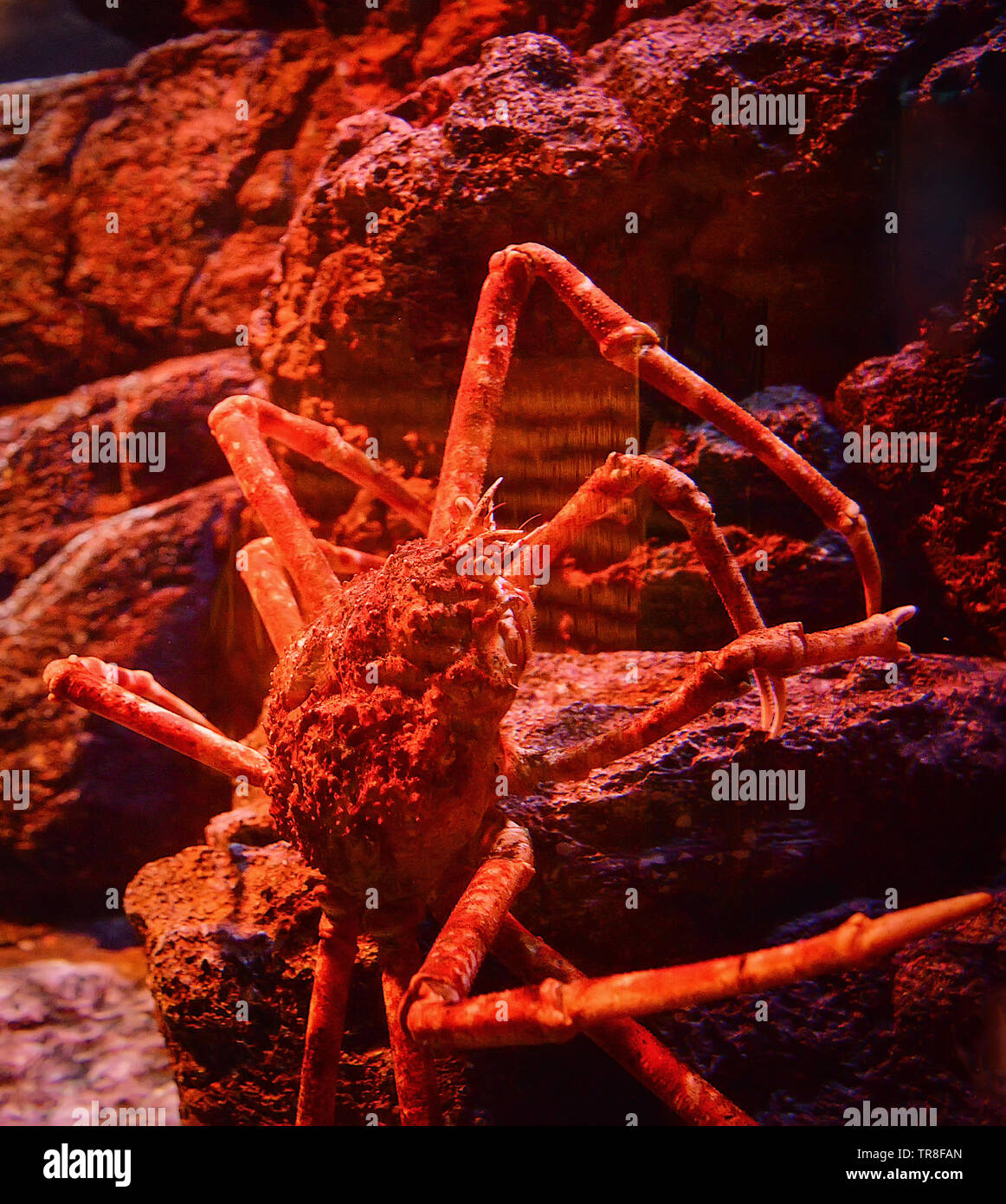 Japanese giant spider crab swimming underwater aquariumun on the rock ocean / Macrocheira kaempferi Stock Photo